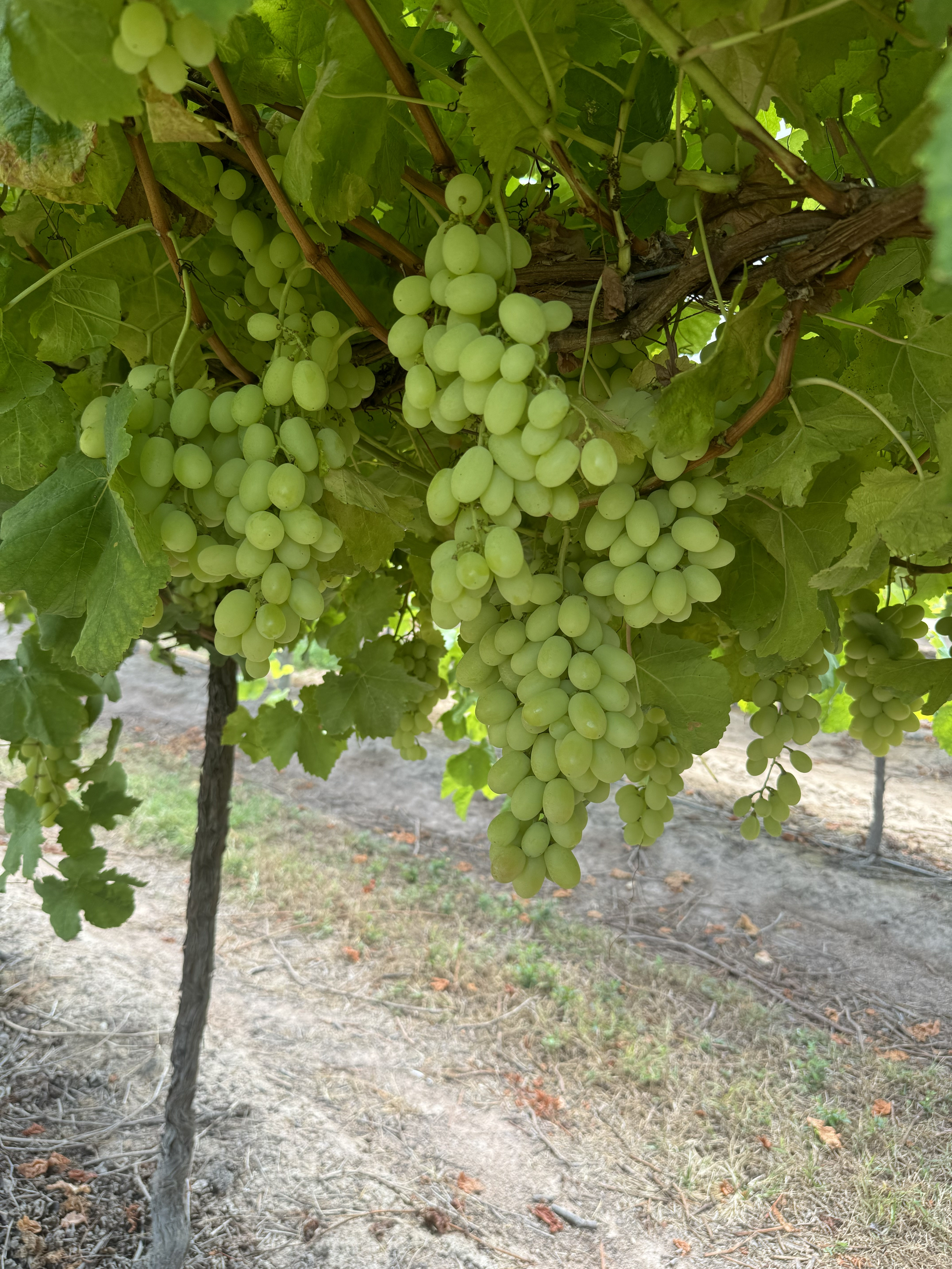 Farmers using click2gro software